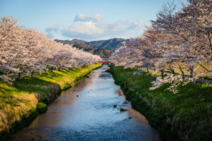 鳥羽川桜