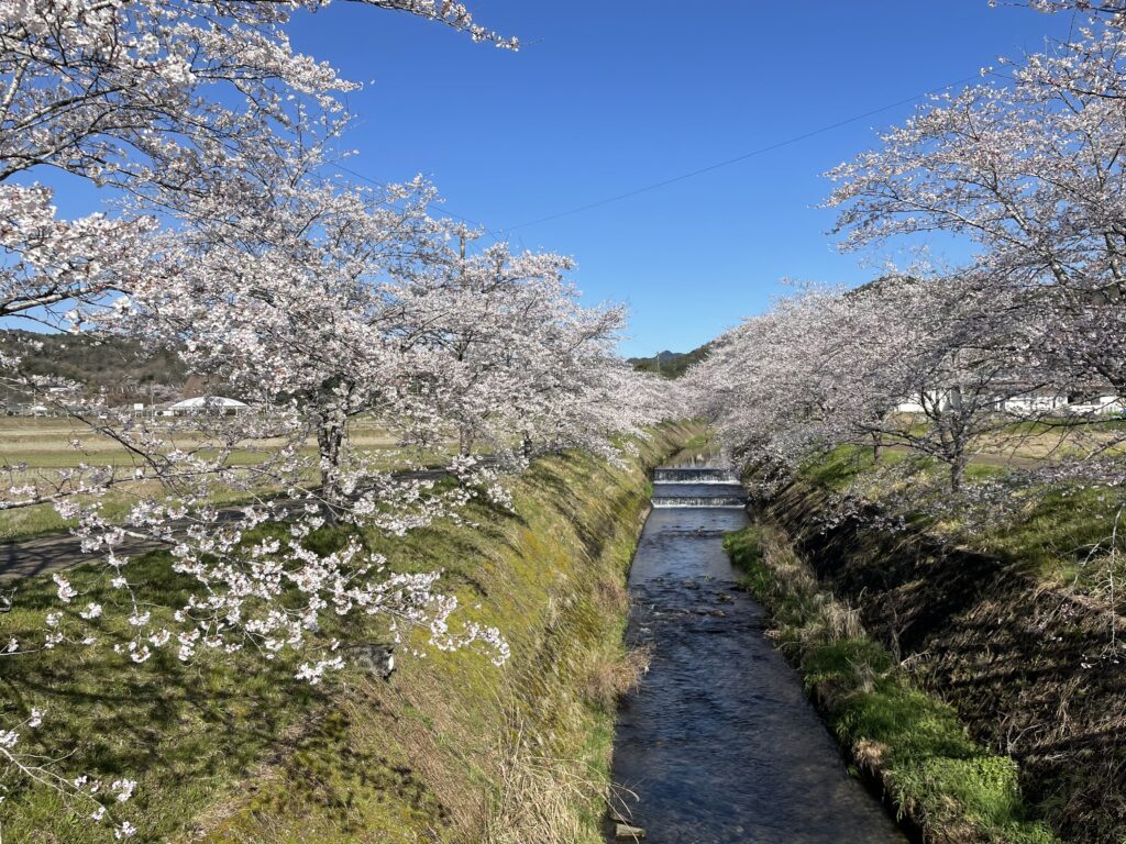 鳥羽川桜