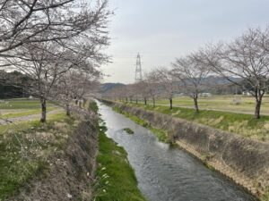 鳥羽川桜