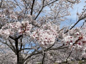 鳥羽川桜