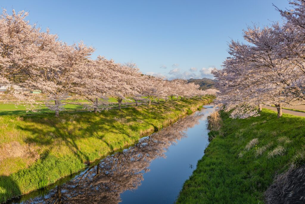 鳥羽川桜