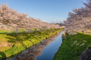 鳥羽川桜