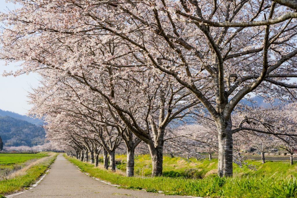 鳥羽川桜