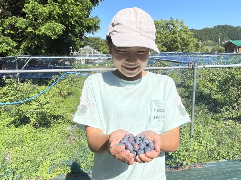 ブルーベリー収穫体験