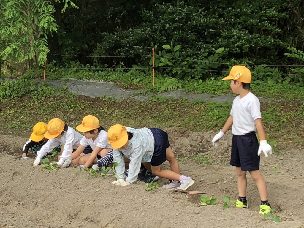 さつまいも苗植え