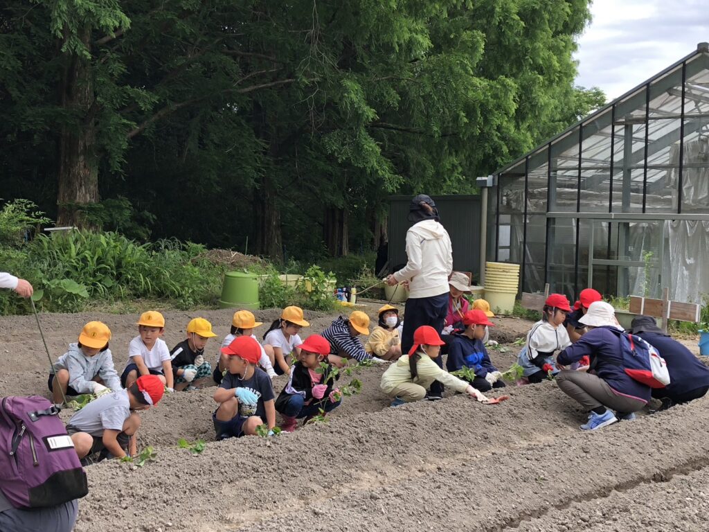 さつまいも苗植え