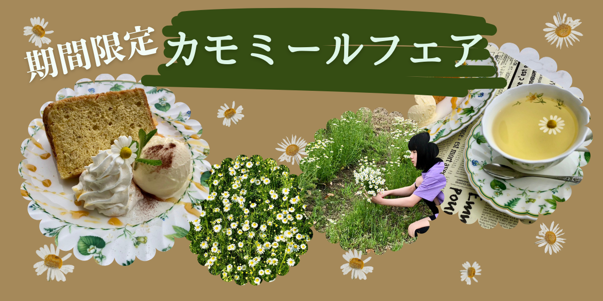 カモミールフェア