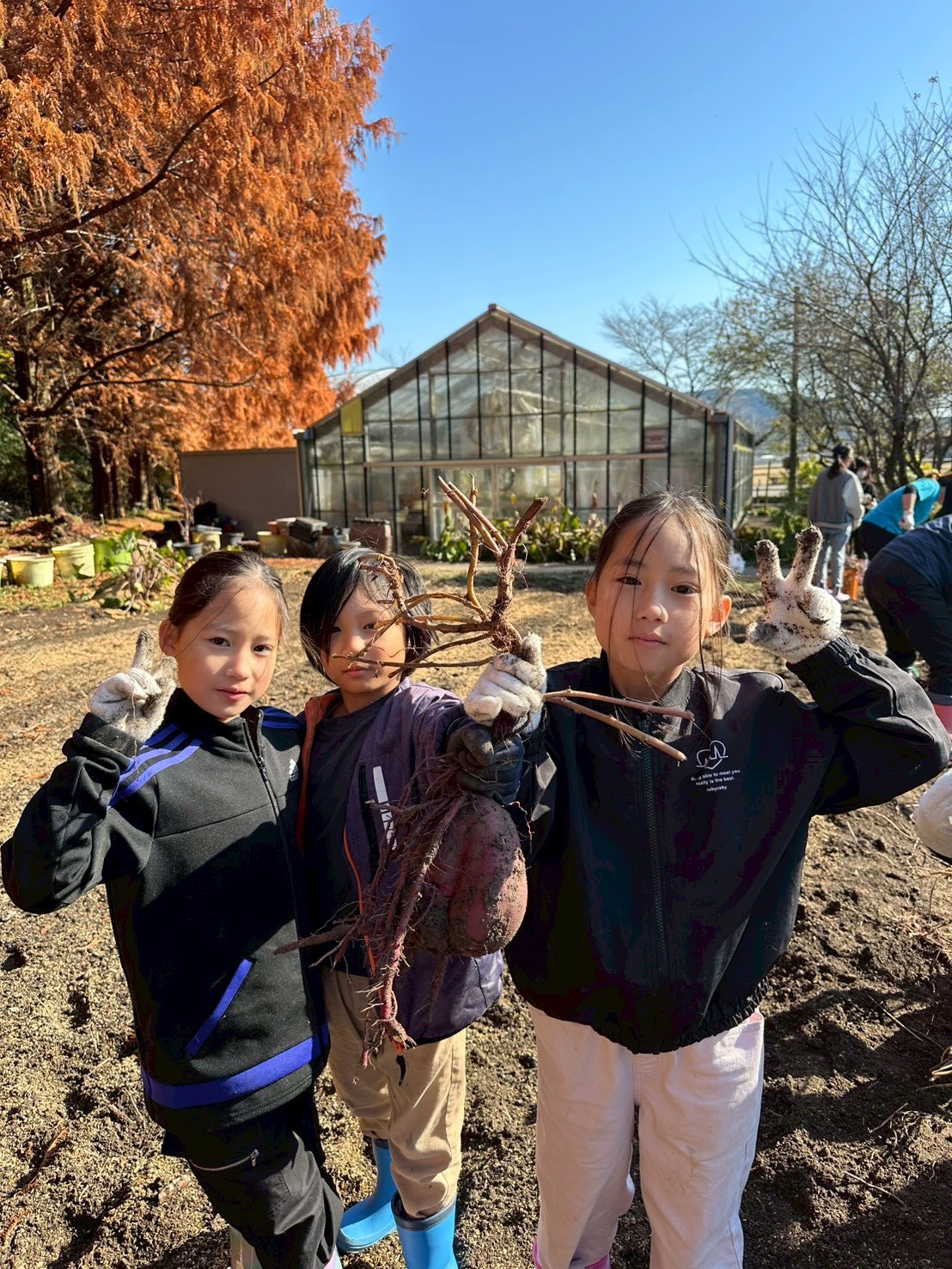 さつまいも収穫体験